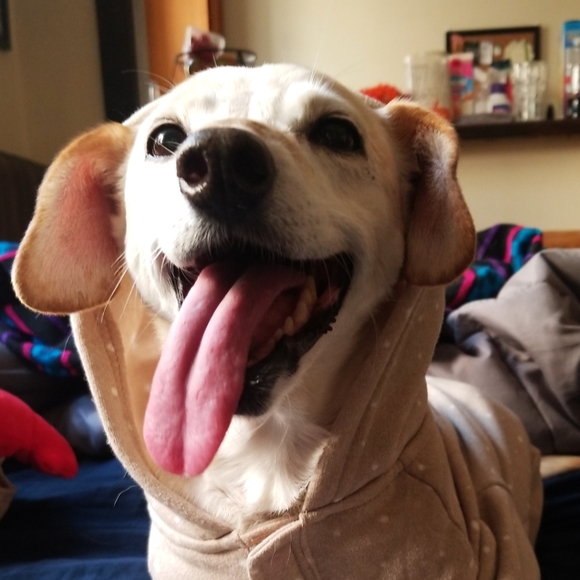 Dog friendly seller! 🐶 - Picture 1 of 1